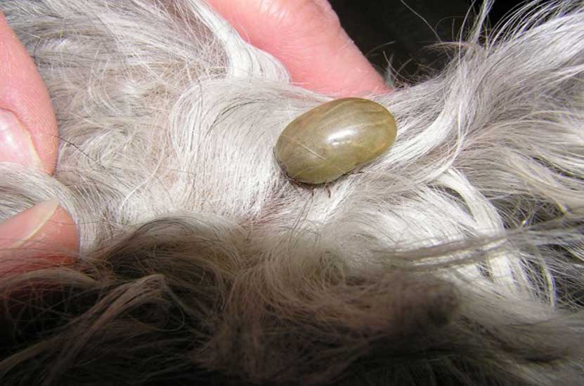 سمپاشی کک
